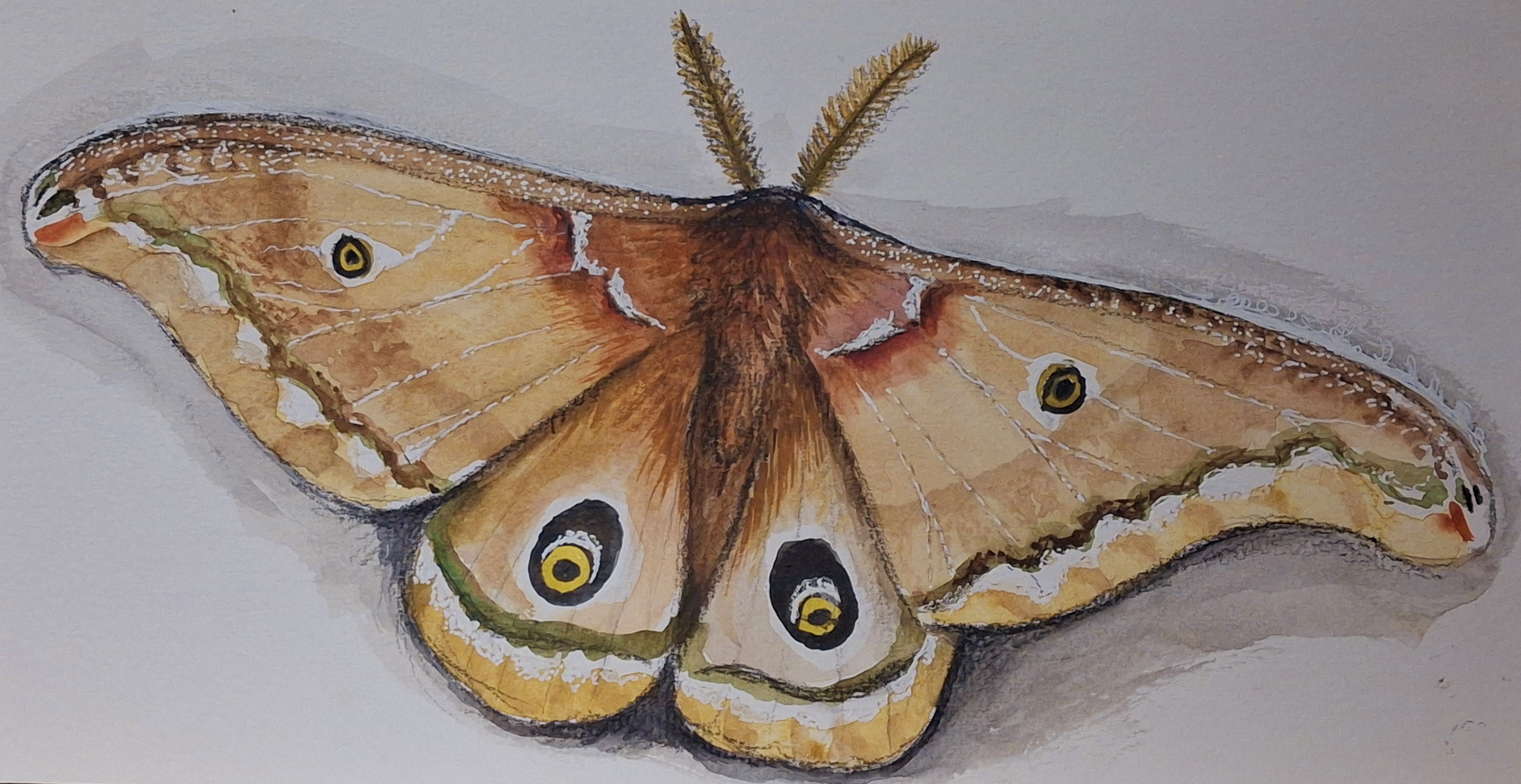 Illustration of a moth